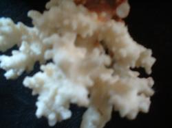 <img250*0:stuff/z/169023/Coral%2520Photos/i1255989687_21.jpg>