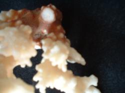 <img250*0:stuff/z/169023/Coral%2520Photos/i1255989687_22.jpg>