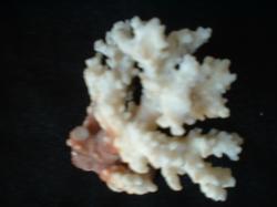 <img250*0:stuff/z/169023/Coral%2520Photos/i1255989687_23.jpg>