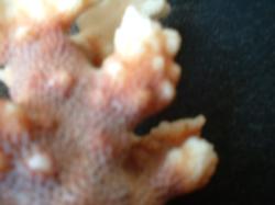 <img250*0:stuff/z/169023/Coral%2520Photos/i1255989687_24.jpg>