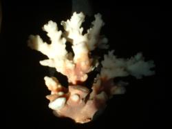 <img250*0:stuff/z/169023/Coral%2520Photos/i1255989688_25.jpg>