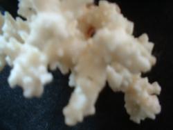 <img250*0:stuff/z/169023/Coral%2520Photos/i1255989688_26.jpg>