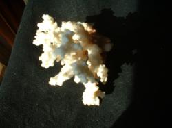 <img250*0:stuff/z/169023/Coral%2520Photos/i1255989688_27.jpg>