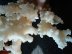 <img250*0:stuff/z/169023/Coral%2520Photos/i1255989688_28.jpg>
