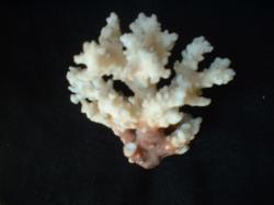 <img250*0:stuff/z/169023/Coral%2520Photos/i1255989688_29.jpg>