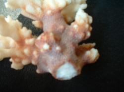 <img250*0:stuff/z/169023/Coral%2520Photos/i1255989688_30.jpg>