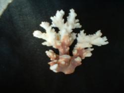 <img250*0:stuff/z/169023/Coral%2520Photos/i1255989688_31.jpg>