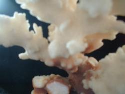 <img250*0:stuff/z/169023/Coral%2520Photos/i1255989688_32.jpg>