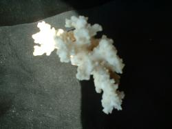 <img250*0:stuff/z/169023/Coral%2520Photos/i1255989688_33.jpg>