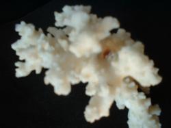 <img250*0:stuff/z/169023/Coral%2520Photos/i1255989689_34.jpg>