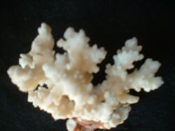 <img250*0:stuff/z/169023/Coral%2520Photos/i1255989689_35.jpg>