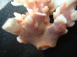 <img250*0:stuff/z/169023/Coral%2520Photos/i1255989689_36.jpg>