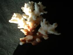 <img250*0:stuff/z/169023/Coral%2520Photos/i1255989689_37.jpg>