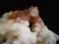 <img250*0:stuff/z/169023/Coral%2520Photos/i1255989689_38.jpg>