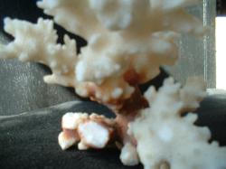 <img250*0:stuff/z/169023/Coral%2520Photos/i1255989689_39.jpg>
