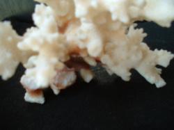 <img250*0:stuff/z/169023/Coral%2520Photos/i1255989689_40.jpg>