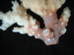 <img250*0:stuff/z/169023/Coral%2520Photos/i1255989689_41.jpg>