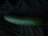 <img100*0:stuff/z/169023/Cucumber%252036/i1259705926_1.jpg>
