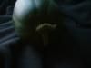 <img100*0:stuff/z/169023/Cucumber%252036/i1259705926_2.jpg>