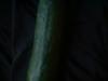 <img100*0:stuff/z/169023/Cucumber%252036/i1259705927_14.jpg>