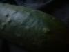 <img100*0:stuff/z/169023/Cucumber%252036/i1259705927_18.jpg>