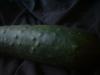 <img100*0:stuff/z/169023/Cucumber%252036/i1259705927_23.jpg>