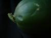 <img100*0:stuff/z/169023/Cucumber%252036/i1259705927_4.jpg>