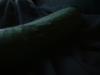 <img100*0:stuff/z/169023/Cucumber%252036/i1259705927_9.jpg>