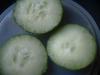 <img100*0:stuff/z/169023/Cucumber%252036/i1259705928_30.jpg>