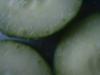 <img100*0:stuff/z/169023/Cucumber%252036/i1259705928_31.jpg>