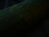 <img100*0:stuff/z/169023/Cucumber%252036/i1259705928_34.jpg>