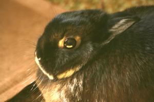 <img300*0:stuff/z/169023/Daisy%2520Bunny/i1307488925_1.jpg>