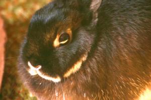 <img300*0:stuff/z/169023/Daisy%2520Bunny/i1307488925_3.jpg>