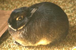 <img300*0:stuff/z/169023/Daisy%2520Bunny/i1307488926_4.jpg>