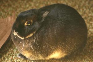 <img300*0:stuff/z/169023/Daisy%2520Bunny/i1307488926_5.jpg>
