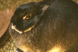<img300*0:stuff/z/169023/Daisy%2520Bunny/i1307488926_6.jpg>