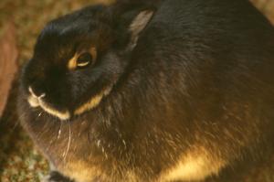 <img300*0:stuff/z/169023/Daisy%2520Bunny/i1307488926_7.jpg>