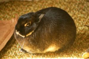 <img300*0:stuff/z/169023/Daisy%2520Bunny/i1307488926_8.jpg>