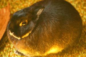<img300*0:stuff/z/169023/Daisy%2520Bunny/i1307488926_9.jpg>