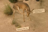 <img200*0:stuff/z/169023/Damara%2520Dik%2520Dik/i1284311520_1.jpg>