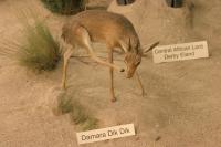 <img200*0:stuff/z/169023/Damara%2520Dik%2520Dik/i1284311520_2.jpg>