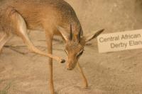 <img200*0:stuff/z/169023/Damara%2520Dik%2520Dik/i1284311520_3.jpg>