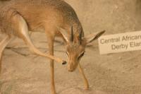 <img200*0:stuff/z/169023/Damara%2520Dik%2520Dik/i1284311521_4.jpg>