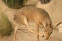 <img200*0:stuff/z/169023/Damara%2520Dik%2520Dik/i1284311521_5.jpg>
