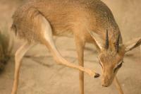 <img200*0:stuff/z/169023/Damara%2520Dik%2520Dik/i1284311521_6.jpg>