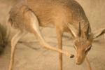 Damara Dik Dik