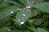 <img100*0:stuff/z/169023/Dew%2520Drops.2/i1278792865_13.jpg>