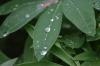 <img100*0:stuff/z/169023/Dew%2520Drops.2/i1278792865_15.jpg>
