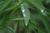 <img100*0:stuff/z/169023/Dew%2520Drops.2/i1278792865_17.jpg>