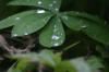<img100*0:stuff/z/169023/Dew%2520Drops.2/i1278792865_19.jpg>